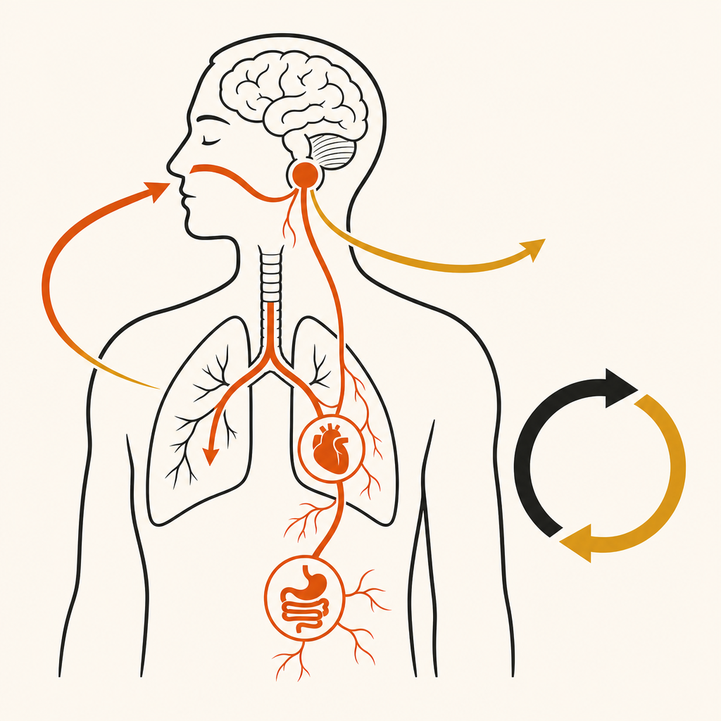 Breathwork et système nerveux : comment ça marche ?